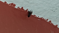 Heliophanus flavipes