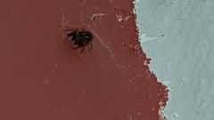 Heliophanus flavipes