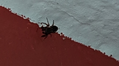 Heliophanus flavipes