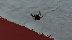 Heliophanus flavipes