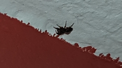 Heliophanus flavipes