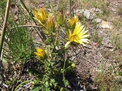 Berkheya carlinoides