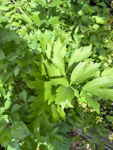 Levisticum officinale, 2026-05-22