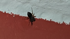 Heliophanus flavipes