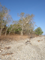Eucalyptus alba
