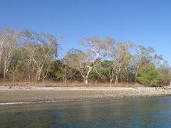 Eucalyptus alba