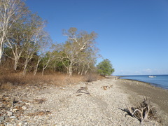 Eucalyptus alba