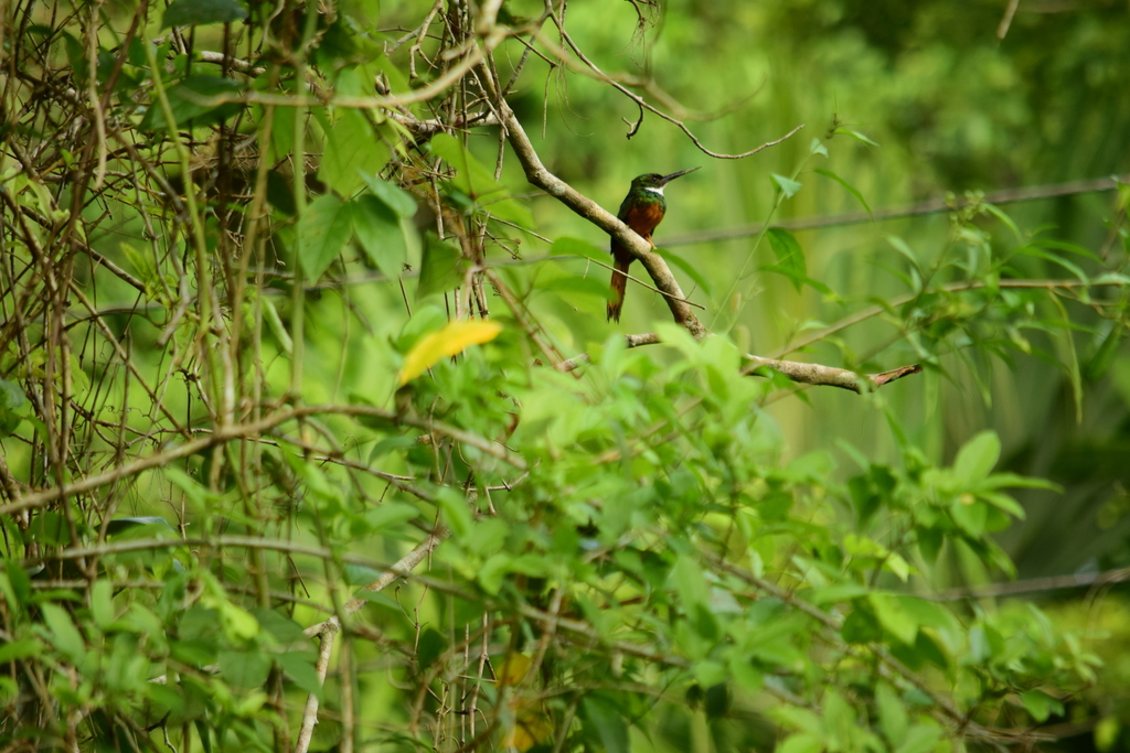 Rufous-tailed Jacamar