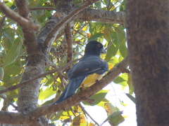 Trogon citreolus