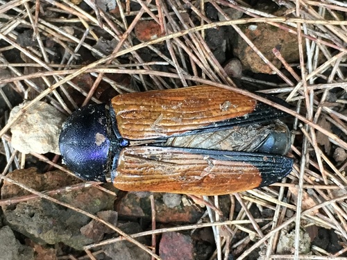 Temognatha franca · iNaturalist