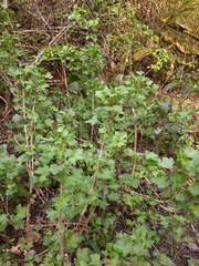 Ribes uva-crispa