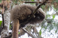 Callicebus nigrifrons