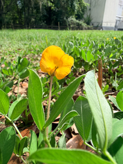 Arachis glabrata