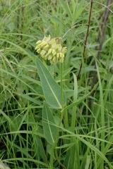 Asclepias meadii, photograph (c) Nathan Aaron, some rights reserved (CC BY)