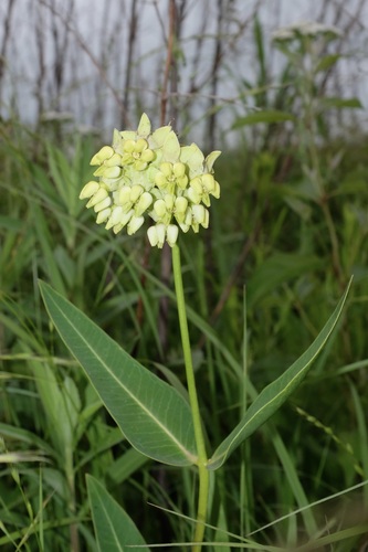 Asclepias meadii, photograph 2