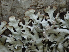 Hypotrachyna sinuosa