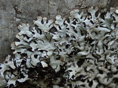 Hypotrachyna sinuosa