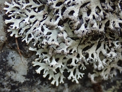 Hypotrachyna sinuosa