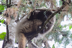 Callicebus nigrifrons