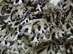 Hypotrachyna sinuosa