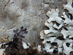 Hypotrachyna sinuosa