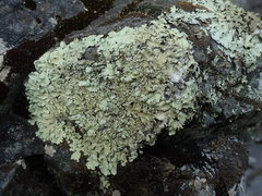 Flavoparmelia haysomii