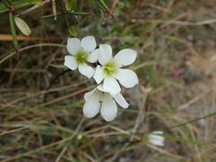 Gentianella serotina