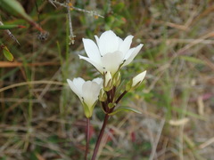 Gentianella serotina