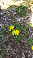 Potentilla matsumurae