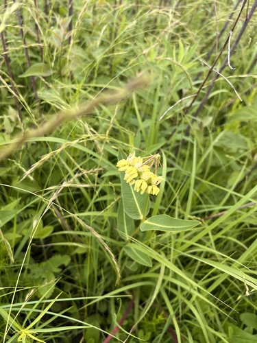 Asclepias meadii