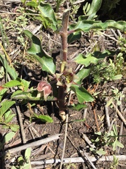 Pachycarpus dealbatus