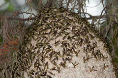 Polybia fastidiosuscula