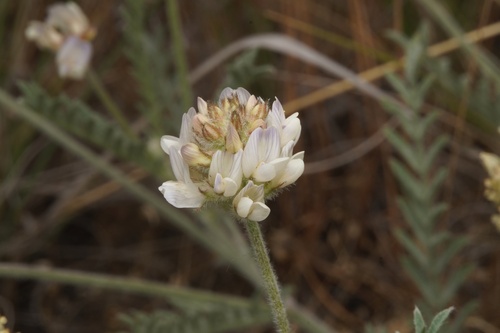 Astragalus spaldingii, 2026-05-22