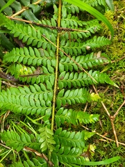 Polystichum andersonii, photograph author not stated, no rights reserved
