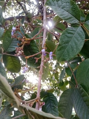 Vitex gigantea, photograph 1