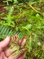Polystichum andersonii, photograph author not stated, no rights reserved