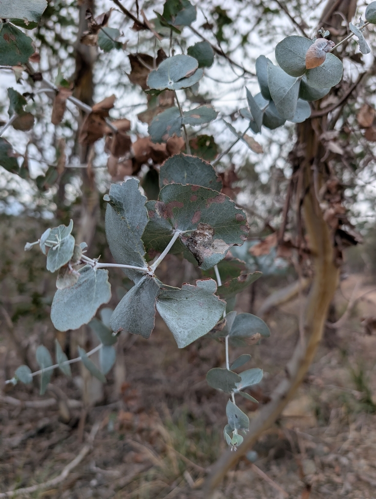 Eucalyptus risdoni 2