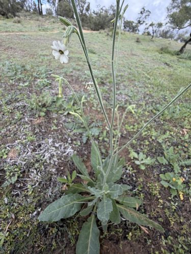 Nicotiana suaveolens, photograph 4