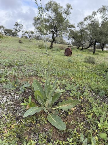Nicotiana suaveolens, photograph 3