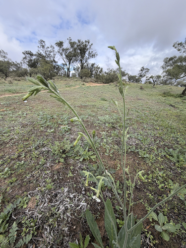 Nicotiana suaveolens, photograph 5