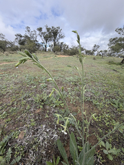 author not stated, no rights reserved Nicotiana suaveolens, photograph author not stated, no rights reserved