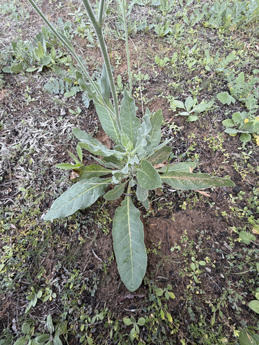 Nicotiana suaveolens, photograph 6