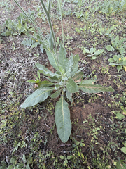 Nicotiana suaveolens, photograph author not stated, no rights reserved