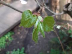 Tilia × europaea