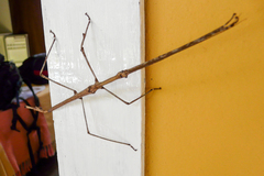 Cladomorphus trimariensis