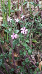 Saponaria