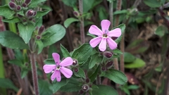 Saponaria