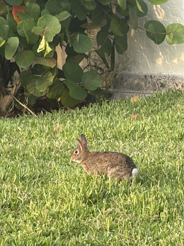Eastern Cottontail