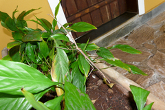 Cladomorphus trimariensis