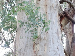Eucalyptus dalrympleana